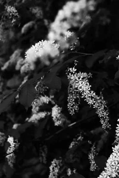 Plantes Noires Blanches Une Abstraction Fleurs — Photo