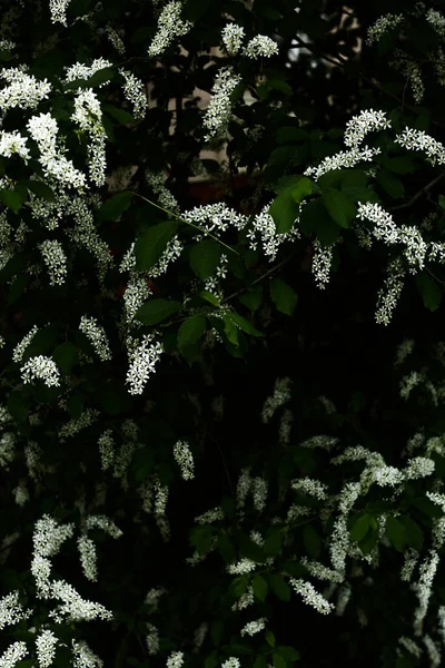 色とりどりの春の背景白い鳥の桜のクローズアップ花のマクロ写真 — ストック写真