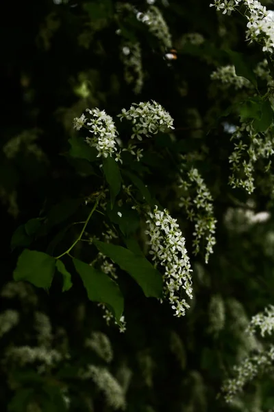 Красочный Весенний Фон Белый Вишневый Крупный План Макрофотография Цветов — стоковое фото