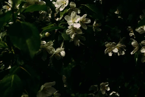 Fondo Planta Abstracta Manzano Flor Inflorescencias Blancas Cerca —  Fotos de Stock
