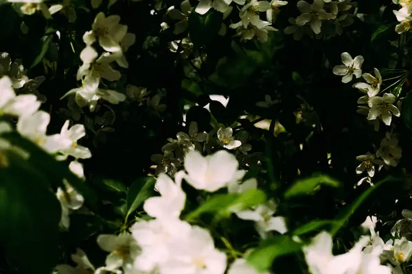 Elvont Növény Háttér Virágzó Alma Fehér Virágok Közelkép — Stock Fotó