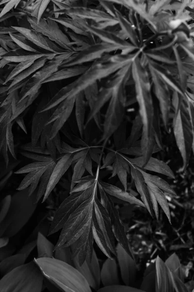 dark tropical beautiful leaves, leaf background, top view