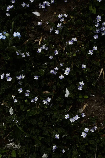 Piccoli Fiori Blu Astratto Sfondo Floreale — Foto Stock