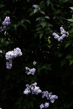 Beyaz çiçekli çiçek açan ağaç, renkli bahar arkaplanı, bitkilerin makro fotoğrafları.