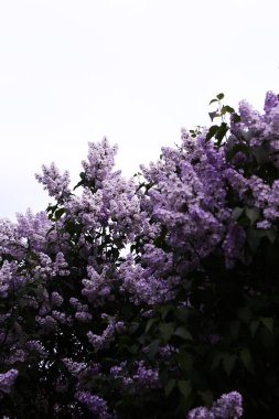 Gökyüzünün arka planında çiçek açan leylak çalıları, bahar arkaplanı