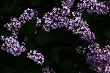 Beautiful lilac blossom. Dark spring background with soft focus. clipart