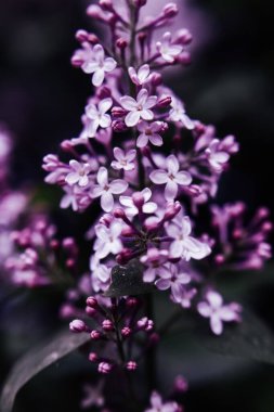 Güzel leylak çiçeği. Yumuşak odaklı karanlık bahar arkaplanı.