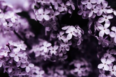 Güzel leylak çiçeği. Yumuşak odaklı karanlık bahar arkaplanı.