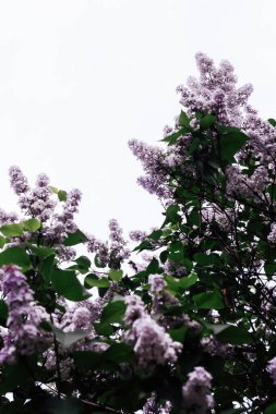 Gökyüzünün arka planında çiçek açan leylak çalıları, bahar arkaplanı