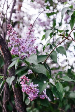 Güzel leylak çiçeği. Yumuşak odaklı karanlık bahar arkaplanı.