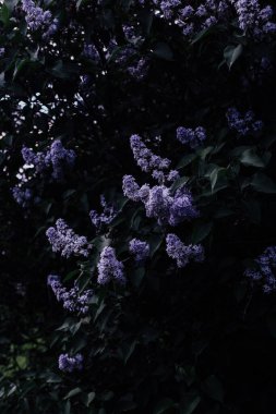 Çiçek açan leylak ağacı, koyu bahar arkaplanı, yakın plan mor tomurcuklar.