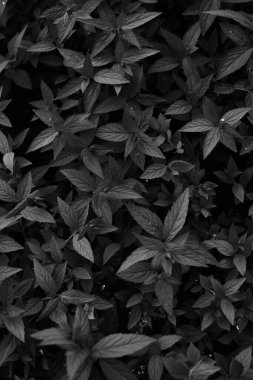 koyu bitki arkaplanı, farklı yapraklar yakın plan