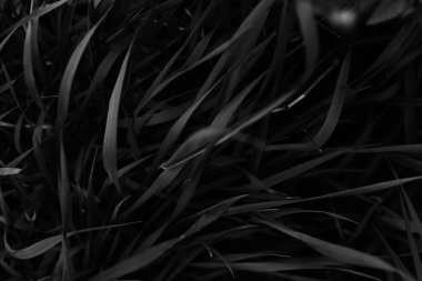 koyu bitki arkaplanı, farklı yapraklar yakın plan