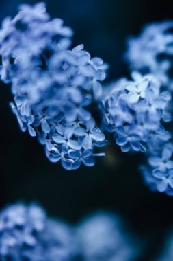 Küçük mavi çiçeklerin doğal arkaplanı, bulanık ve sanatsal bulanıklığa sahip bitkilerin makro fotoğrafçılığı