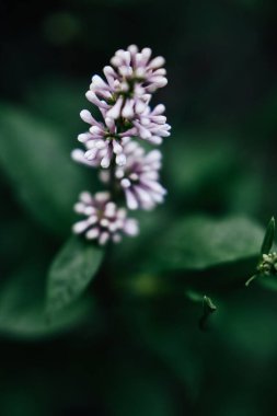 çiçek açan leylak dalları, güzel bahar doğal arka plan bulanık