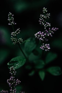 çiçek açan leylak dalları, güzel bahar doğal arka plan bulanık