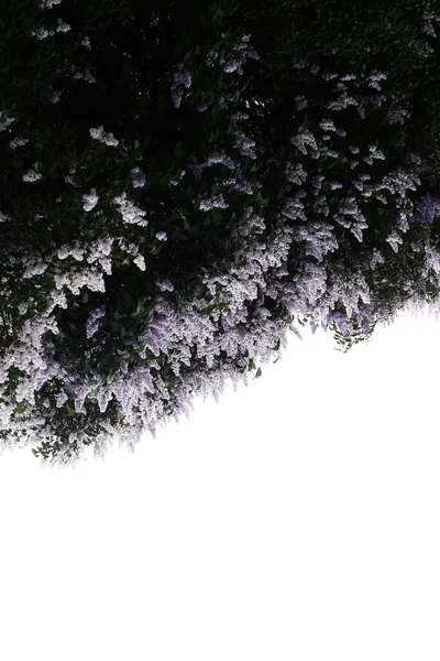 春の空を背景にライラックの花を咲かせ — ストック写真