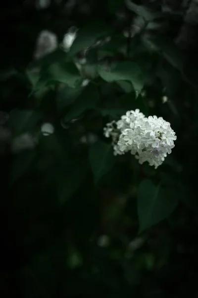 Blommande Träd Med Vita Blommor Färgglada Våren Bakgrund Makrofotografier Växter — Stockfoto
