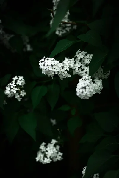 Arbre Fleuri Avec Des Fleurs Blanches Fond Printanier Coloré Macro — Photo