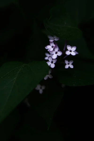 白い花の咲く木 色とりどりの春の背景 植物のマクロ写真 — ストック写真