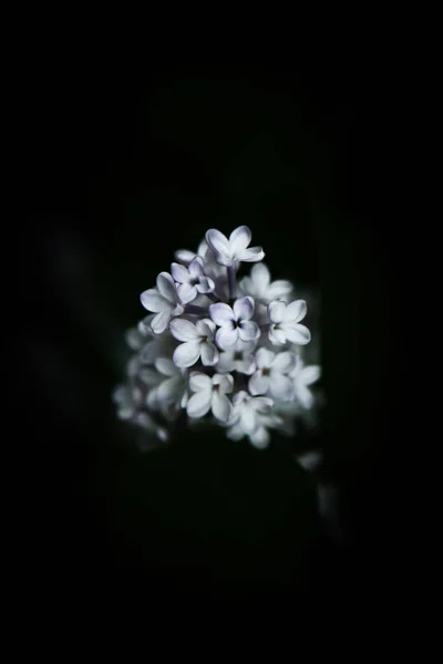 Árbol Floreciente Con Flores Blancas Fondo Primavera Colorido Macrofotografía Plantas —  Fotos de Stock