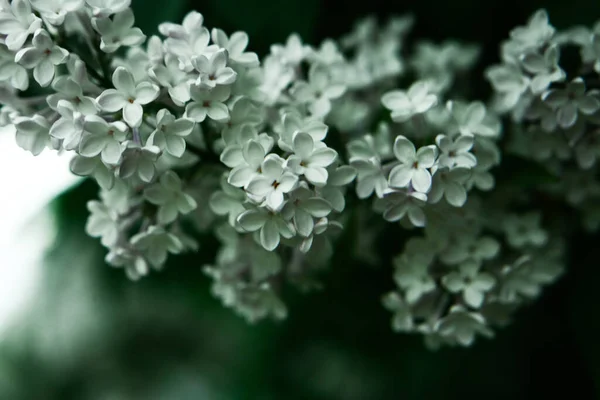Ανθισμένο Δέντρο Λευκά Λουλούδια Πολύχρωμο Φόντο Άνοιξη Μακροφωτογραφία Των Φυτών — Φωτογραφία Αρχείου