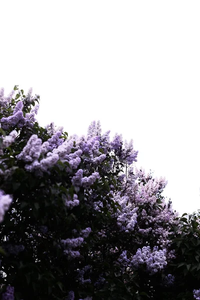 Bushes Blooming Lilac Background Sky Spring Background — Stock Photo, Image