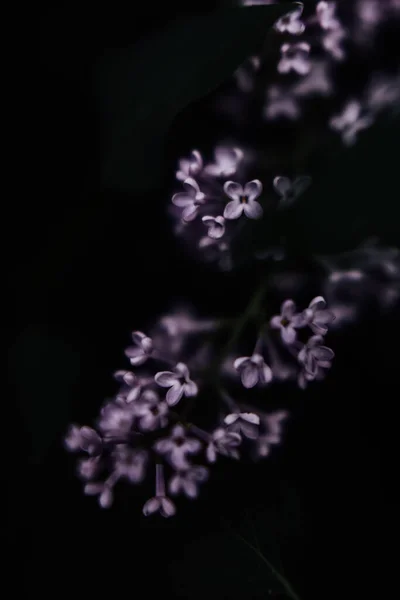Gyönyörű Orgonavirág Sötét Tavaszi Háttér Lágy Fókusz — Stock Fotó