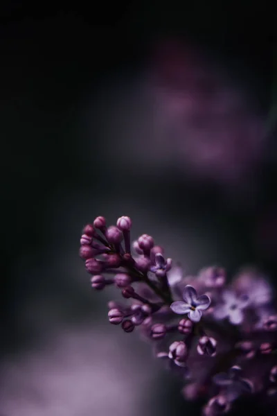 Hermosa Flor Lila Fondo Primavera Oscuro Con Enfoque Suave —  Fotos de Stock