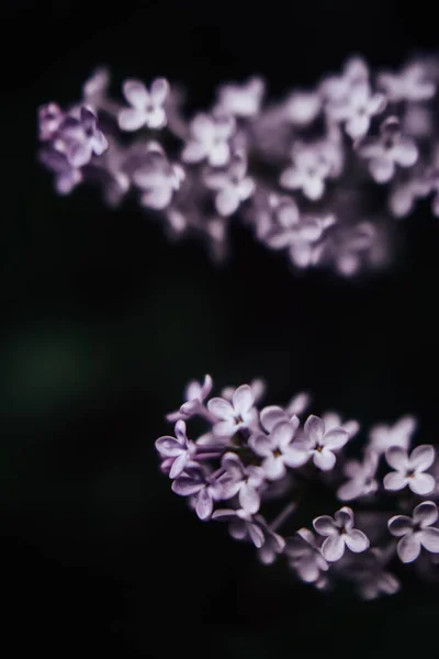 Krásný Šeříkový Květ Tmavé Jarní Pozadí Měkkým Ostřením — Stock fotografie