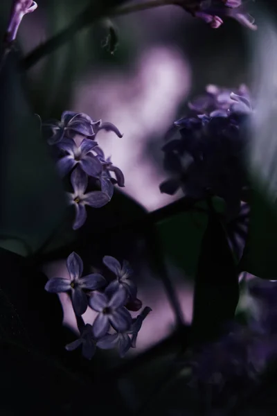 Hermosa Flor Lila Fondo Primavera Oscuro Con Enfoque Suave —  Fotos de Stock