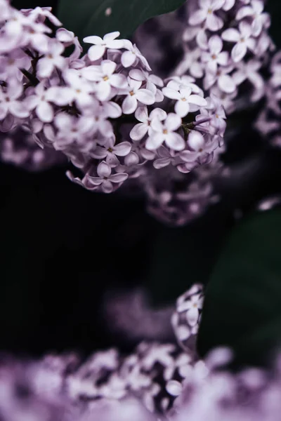 Güzel Leylak Çiçeği Yumuşak Odaklı Karanlık Bahar Arkaplanı — Stok fotoğraf