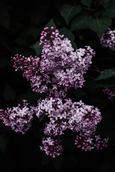 Цветущее Лиловое Дерево Темно Весенний Фон Крупный План Фиолетовых Бутонов — стоковое фото