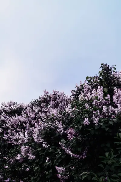 Bokrok Virágzó Orgona Háttérben Tavaszi Háttér — Stock Fotó
