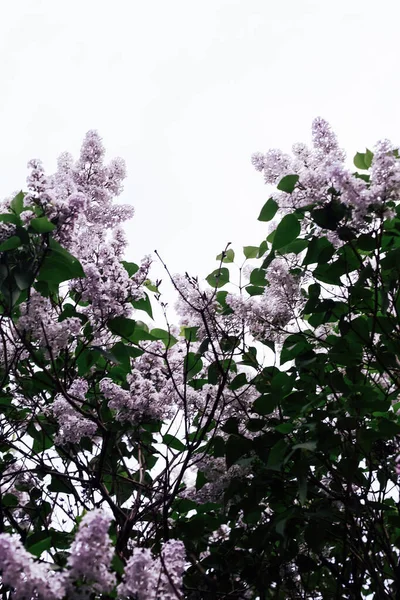Bushes Blooming Lilac Background Sky Spring Background — Stock Photo, Image
