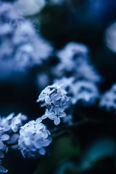 小さな青い花の背景とか植物のマクロな写真とか — ストック写真