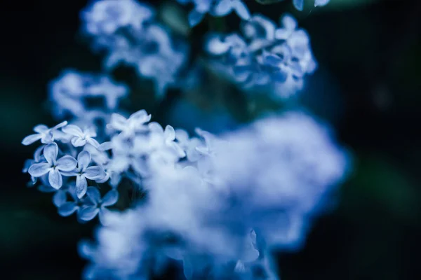 Přírodní Pozadí Malých Modrých Květin Makrofotografie Rostlin Rozmazaným Uměleckým Rozmazaností — Stock fotografie