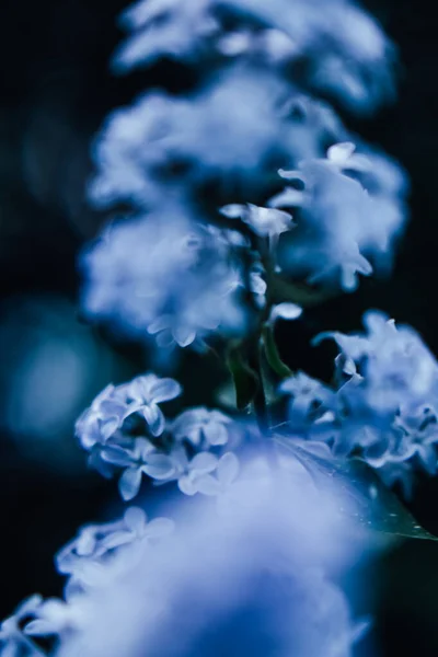 Přírodní Pozadí Malých Modrých Květin Makrofotografie Rostlin Rozmazaným Uměleckým Rozmazaností — Stock fotografie