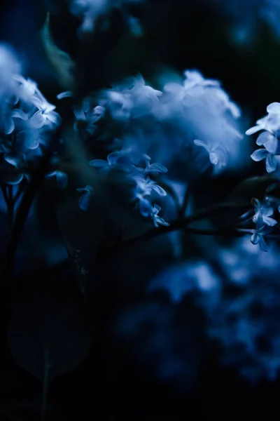 Fondo Natural Pequeñas Flores Azules Macrofotografía Plantas Con Desenfoque Mareo — Foto de Stock