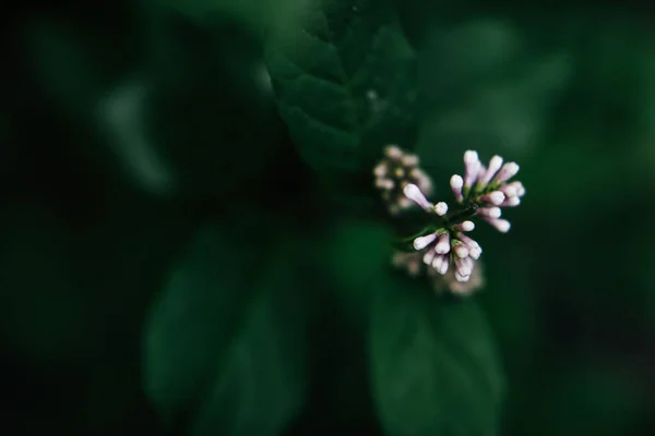 Kwitnące Gałązki Liliowe Piękne Wiosna Naturalne Tło Zamazanym — Zdjęcie stockowe