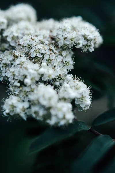 Цветущее Дерево Белыми Цветами Красочный Весенний Фон Макрофотография Растений — стоковое фото