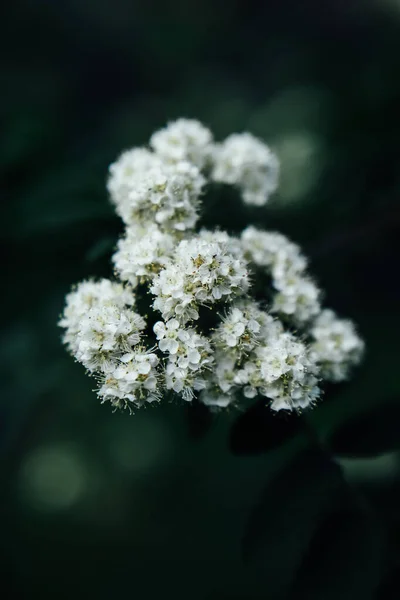 Kwitnące Drzewo Białymi Kwiatami Kolorowe Wiosenne Tło Makrofotografia Roślin — Zdjęcie stockowe