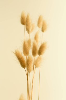 Bej bir arka planda pofuduk kurumuş çiçekler. Minimalizm ve bahar arkaplanı