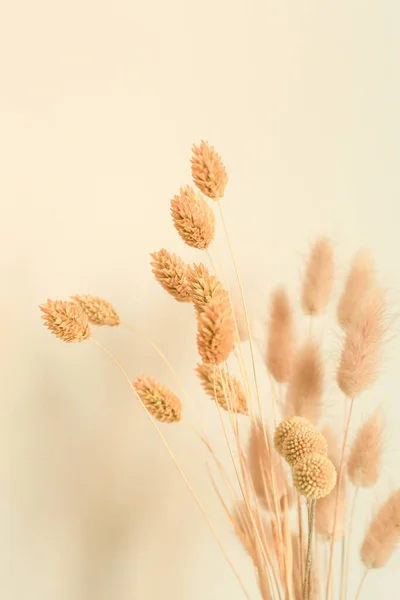 Fluffy Gedroogde Bloemen Een Beige Achtergrond Minimalisme Voorjaarsachtergrond — Stockfoto