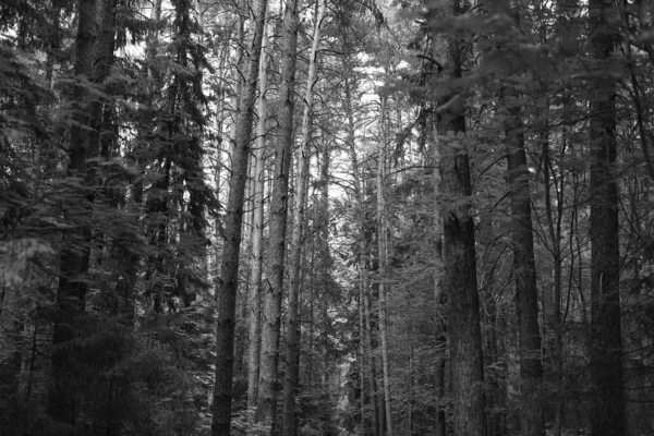 Paysage Forêt Noire Blanche — Photo