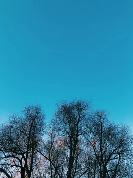 Природный Летний Фон Неба Облаков Деревьев — стоковое фото