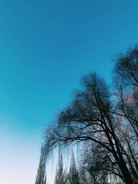 Fundo Natural Verão Céu Nuvens Árvores — Fotografia de Stock