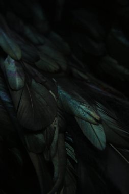 Koyu tüylerin soyut arkaplanı, tüylerdeki gökkuşağı renklendirmeleri