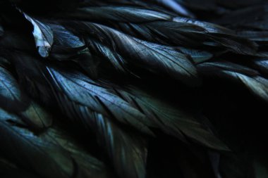 Koyu tüylerin soyut arkaplanı, tüylerdeki gökkuşağı renklendirmeleri