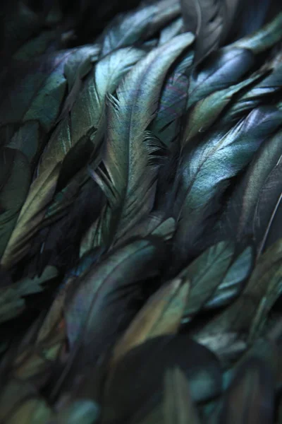 Αφηρημένο Φόντο Των Σκοτεινών Φτερών Ουράνιο Τόξο Τονίζει Στο Φτέρωμα — Φωτογραφία Αρχείου